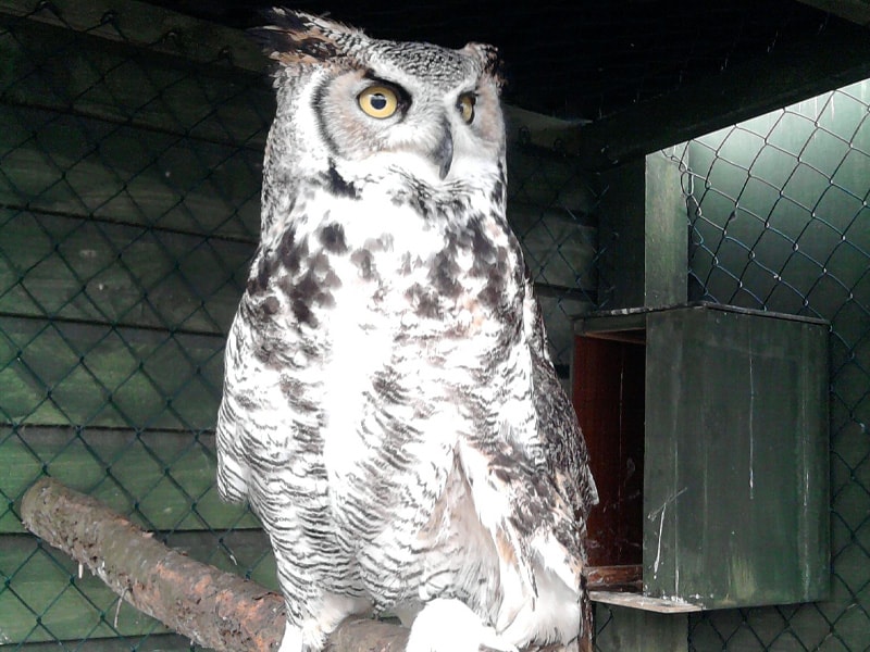 The Owls Trust, Eggbert.