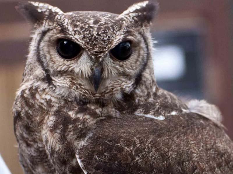 The Owls Trust, Introducing Fflint