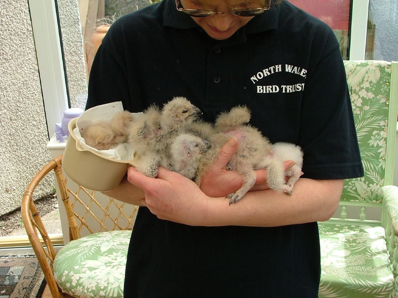 The Owls Trust, Children Everywhere. One of our volunteers holding several owlets.