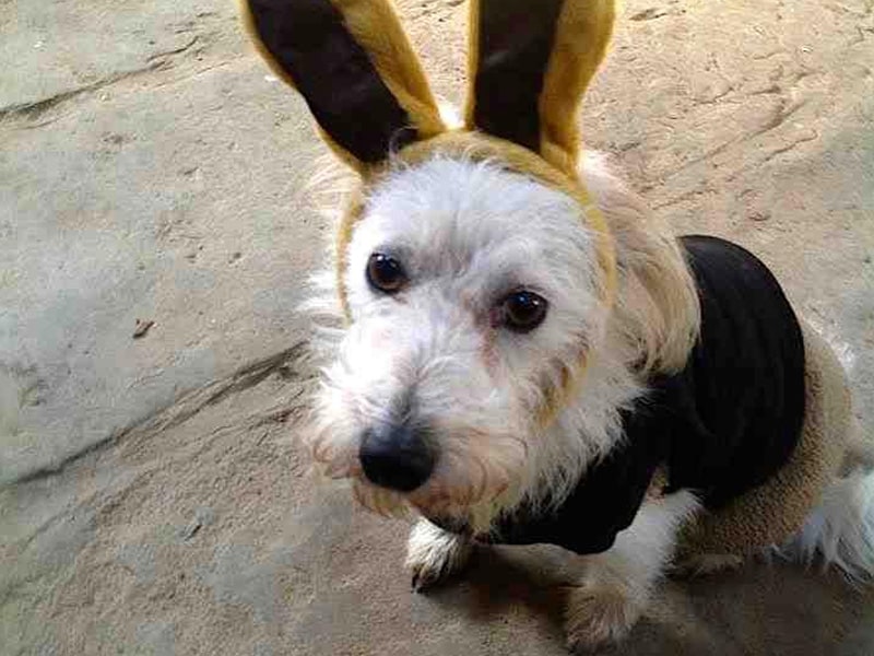 Colin, head of security wearing bunny ears.