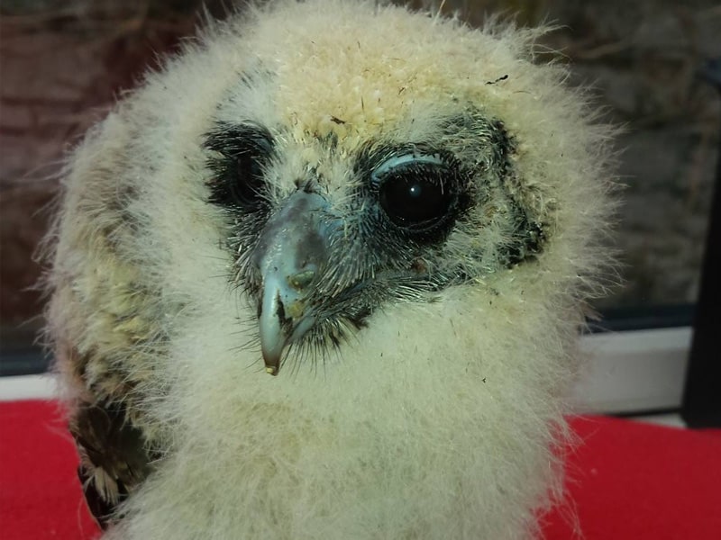 Owlet, bits of news
