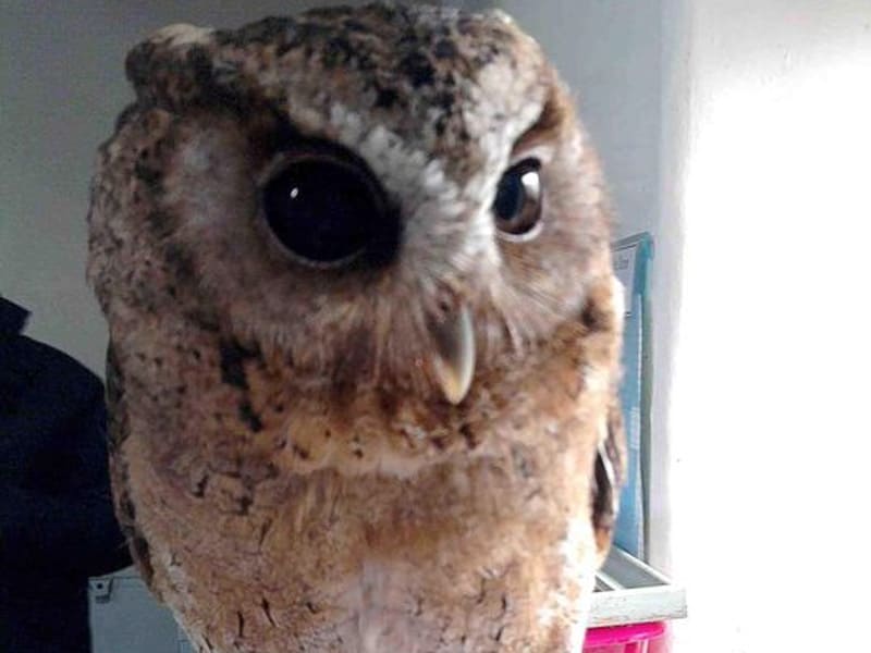 The Owls Trust Blog, a busy week. Photo of Otis sitting on a keyring glove! He thinks he is a big bird but the glove says differently!