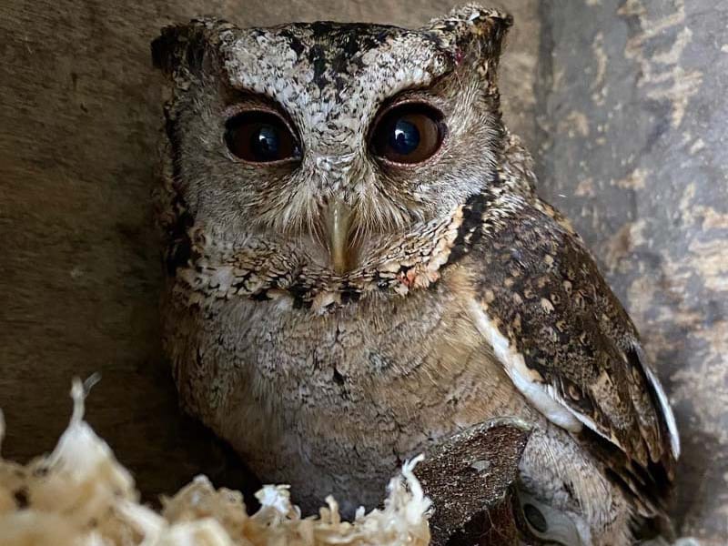The Owls Trust blog, a lazy weekend. Otis the collered scops owl in his box.