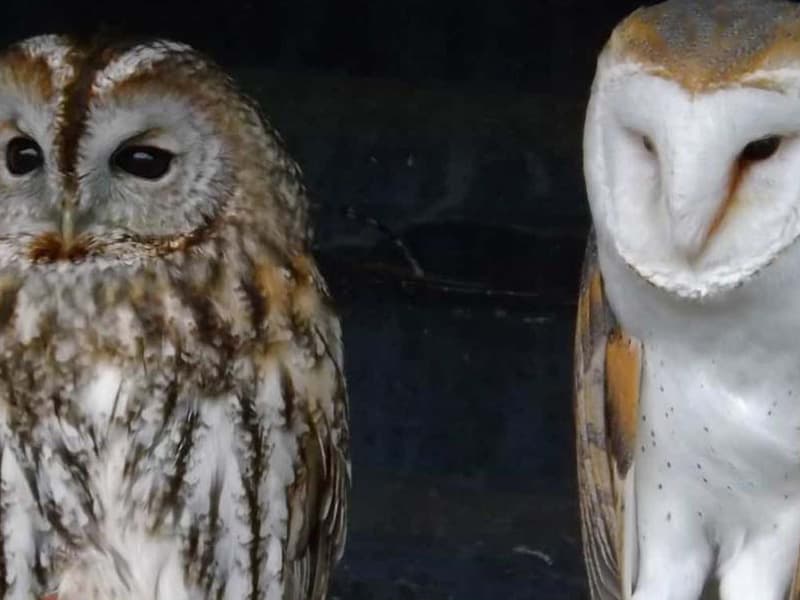 I went to Ysgol Ffordd Dyffryn. A photo of Kilmousky the Tawny Owl and Conley the Barn Owl