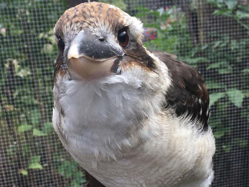 Meet Sheila our Kookaburra.