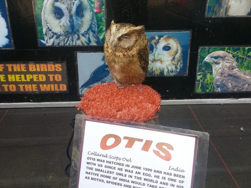 Busy times! Otis at a show.