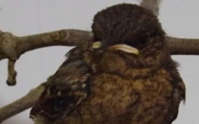 Tweety the wheatear comes to Bodafon