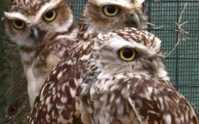 More news of the Burrowing Owls