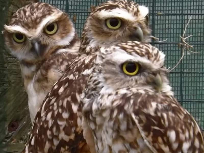 More news of the Burrowing Owls.
