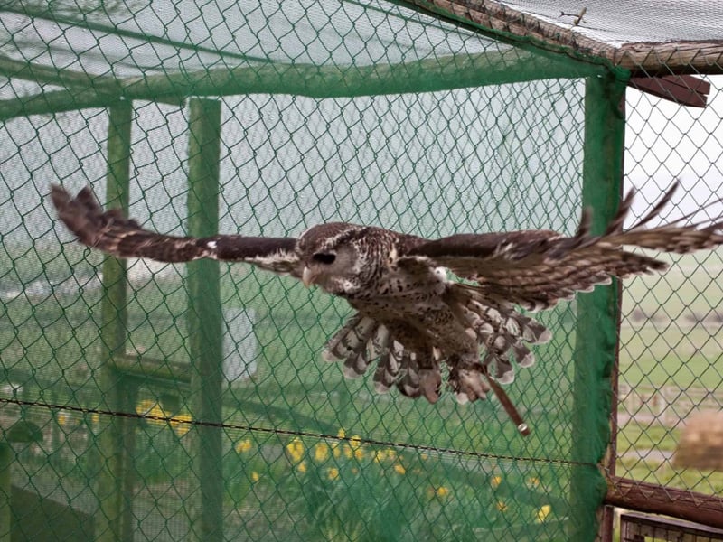Auntumn Migration. Monticello in flight.