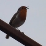 Mac the Robin