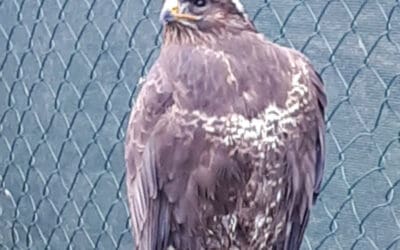 A release of a Bird of Prey