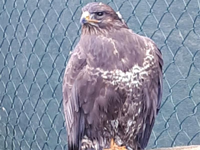 The Owls Trust Blog, a buzzard helped back to full health.