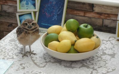 Stumpy The Burrowing Owl