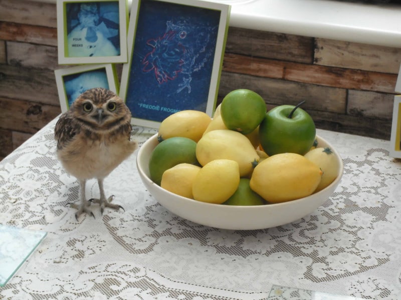 Stumpy The Burrowing Owl