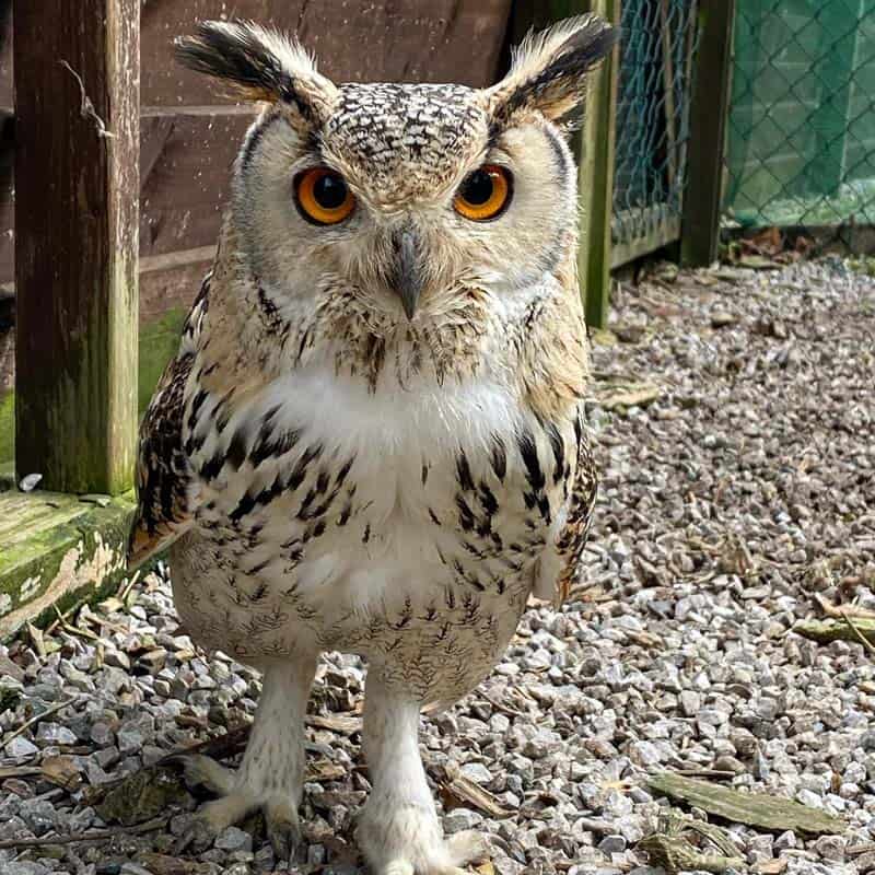 Adopt An Owl - The Owls Trust