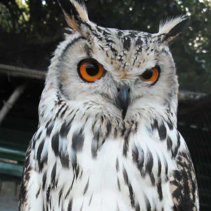The Owls Trust. Adopt Baldrick, Bengal Eagle Owl.
