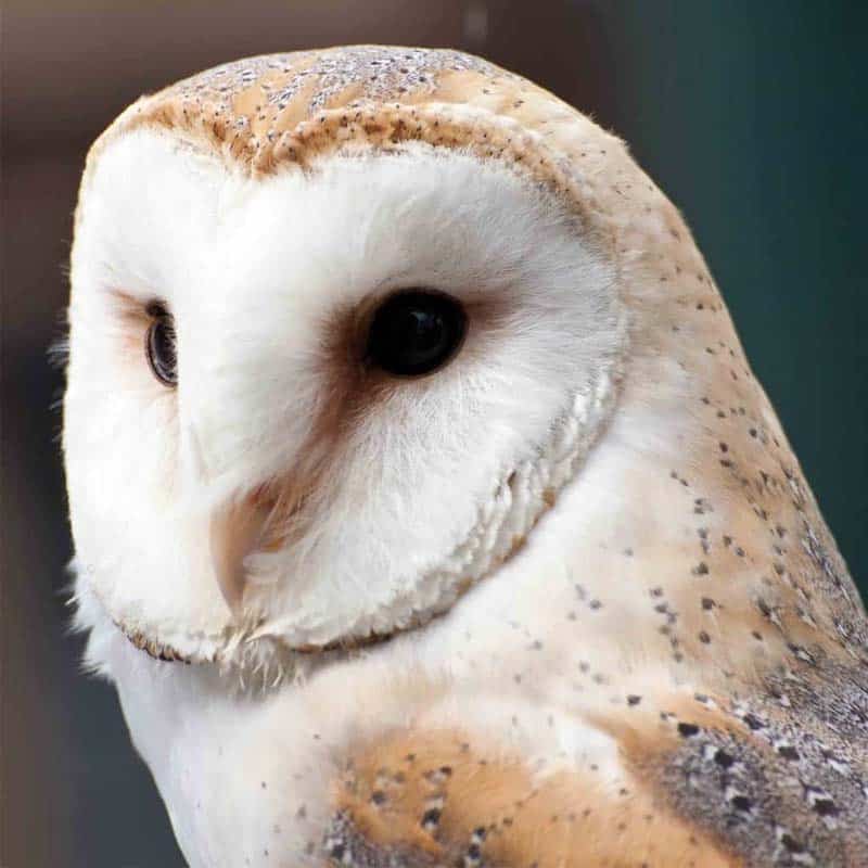 The Owls Trust. Adopt Delyth, Barn Owl.