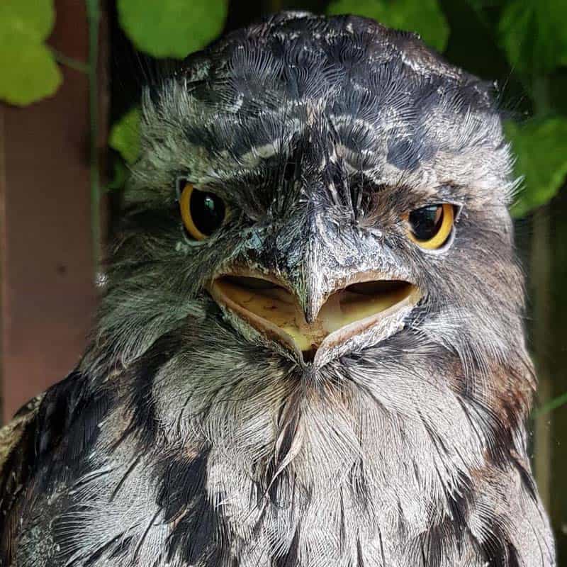 The Owls Trust. Adopt Freddie, Tawny Frogmouth.