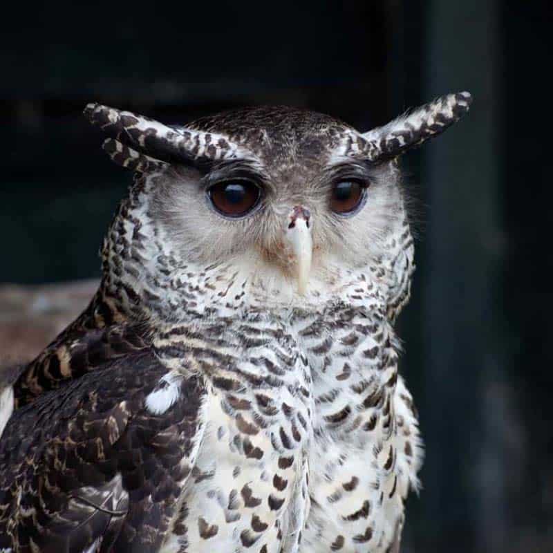 The Owls Trust. Adopt Montecello, Forest Eagle Owl.