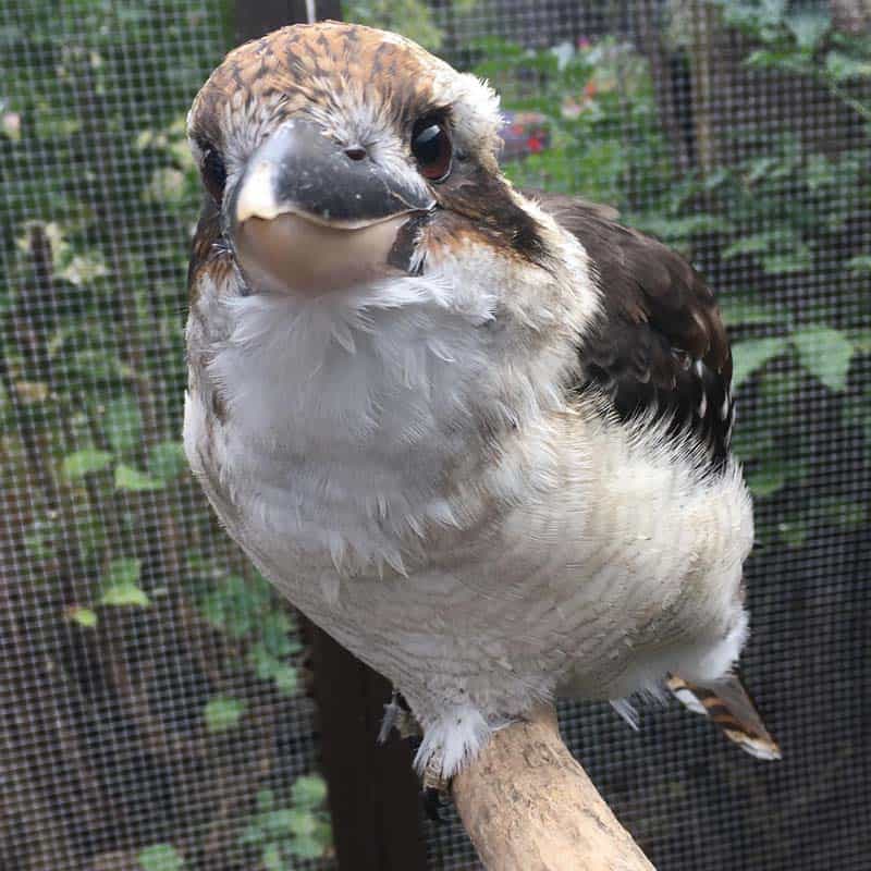 The Owls Trust. Adopt Sheila, Kookaburra.