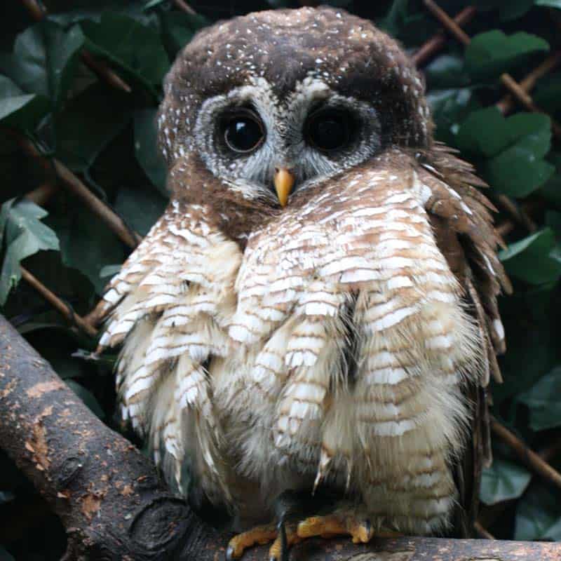The Owls Trust. Adopt Woodii, Woodford's Owl.