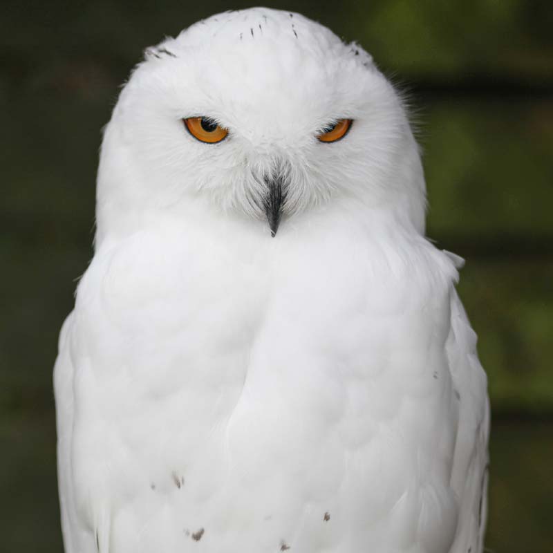The Owls Trust. Adopt Wyddfa, Snowy Owl.