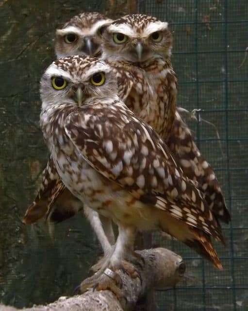Burrowing Owl Family.