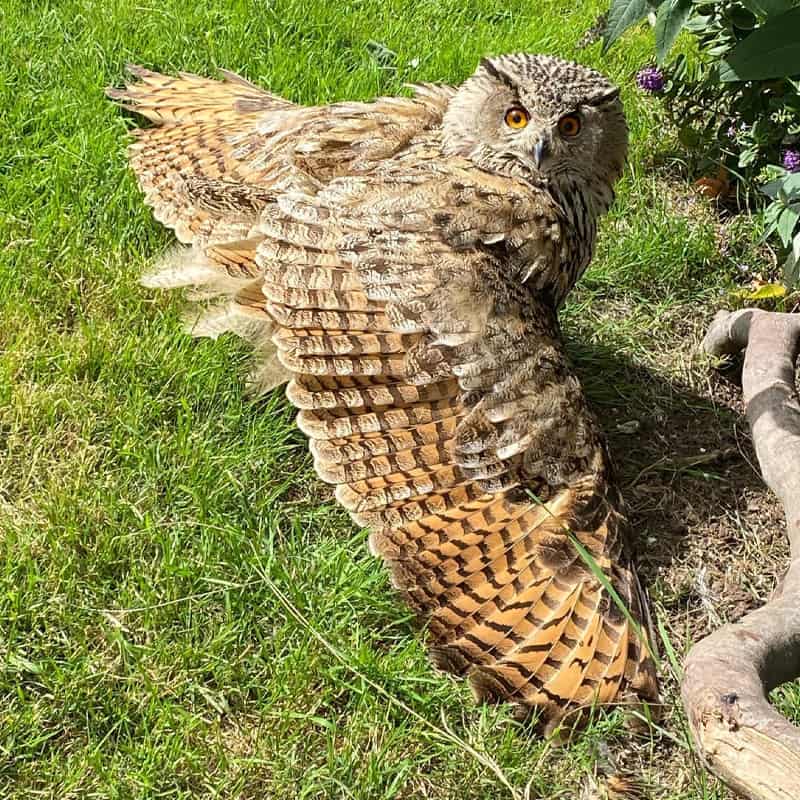 The Owls Trust, Understanding Owls - Plumage. Our Turkmenian Eagle Owl.