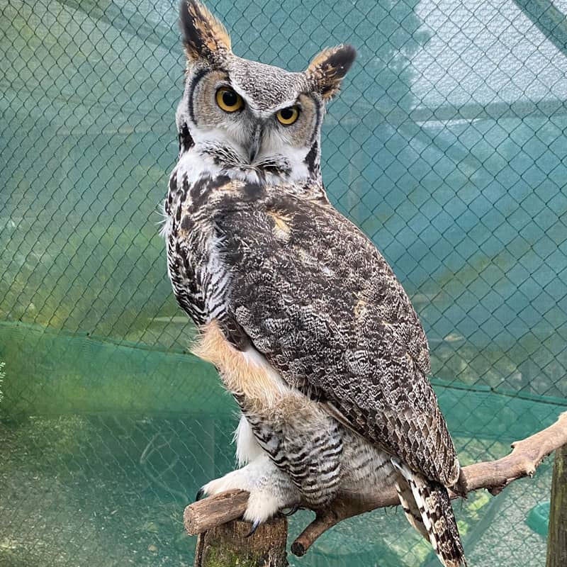 The Owls Trust, Understanding Owls - Sight. Dannielle The Great Horned Owl