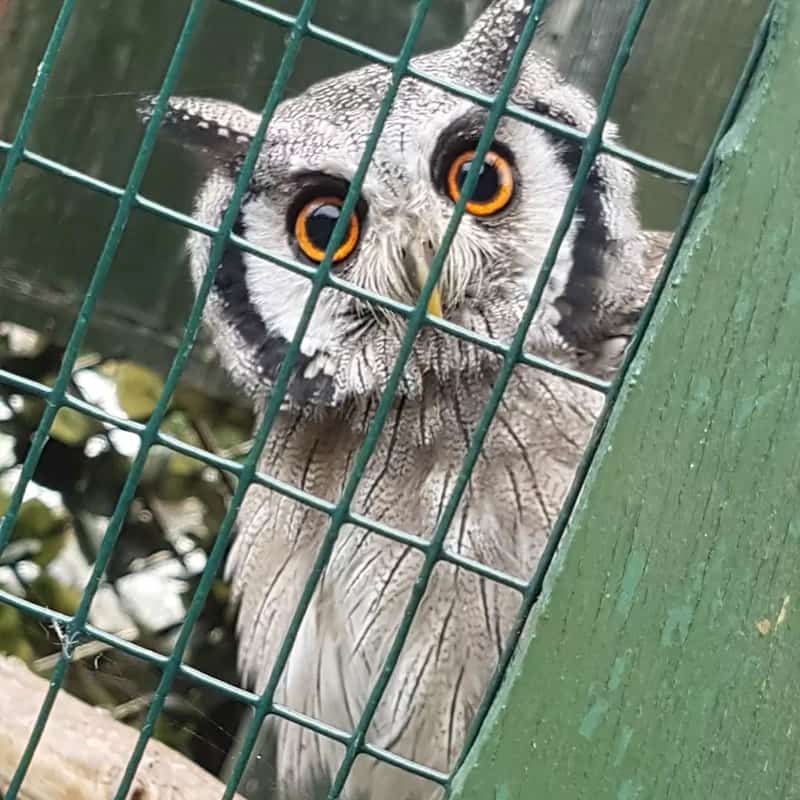 The Owls Trust. Understanding Owls - Territory. Grommit our White Faced Scops Owl.