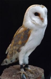 Wallace the barn owl.