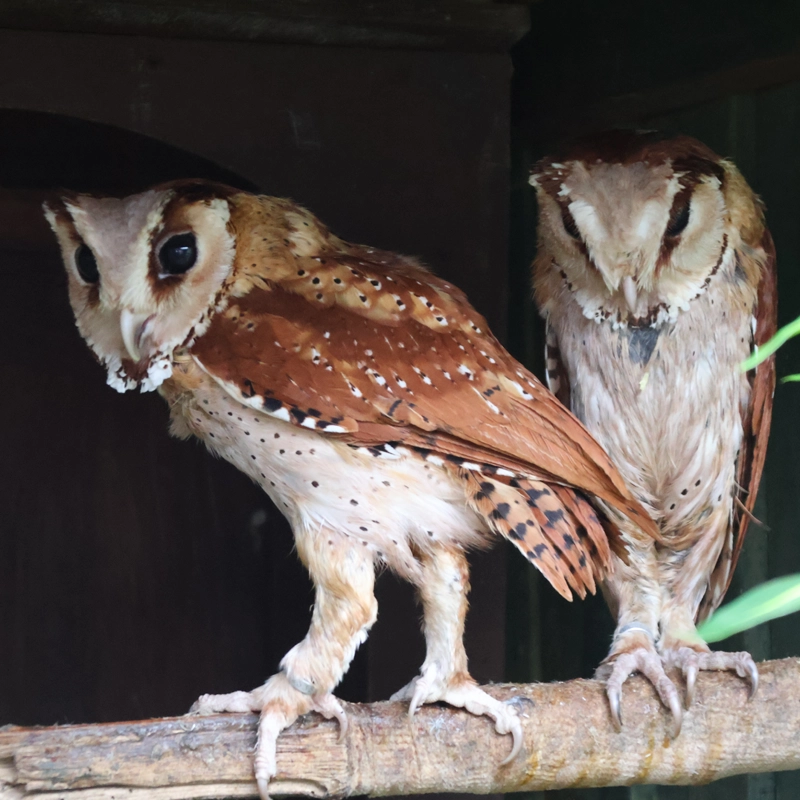 Our Oriental Bay Owls, Colwyn and Penrhyn.
