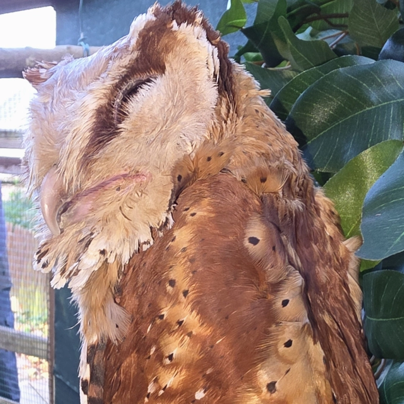 Our Oriental Bay Owls, Colwyn and Penrhyn.