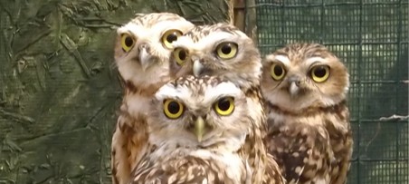 The Borrowers, owls cared for by The Owls Trust.